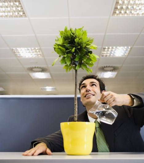 Businessman Watering Plant in an Office Cubicle --- Image by © Randy Faris/Corbis
