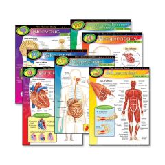 Trend The Human Body Learning Chart - 6 per pack