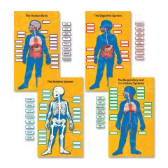 Carson-Dellosa Human Body Bulletin Board Set - 1 per pack